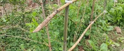 家庭种植豌豆,从播种到采收,新手也能一次成功 - 今日头条 家庭种植豌豆,从播种到采收,新手也能一次成功 - 图画吧TUHUABA