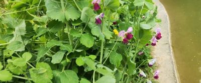 家庭种植豌豆,从播种到采收,新手也能一次成功 - 今日头条 家庭种植豌豆,从播种到采收,新手也能一次成功 - 图画吧TUHUABA