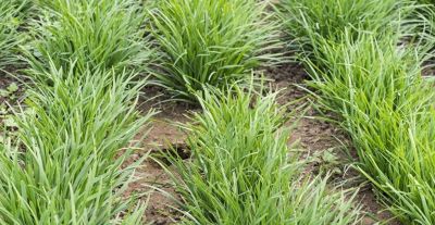 家庭种植韭菜,要知道这些种植和管理窍门,才能年年长得粗壮茂盛 - 今日头条 家庭种植韭菜,要知道这些种植和管理窍门,才能年年长得粗壮茂盛 - 图画吧TUHUABA