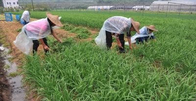 家庭种植韭菜,要知道这些种植和管理窍门,才能年年长得粗壮茂盛 - 今日头条 家庭种植韭菜,要知道这些种植和管理窍门,才能年年长得粗壮茂盛 - 图画吧TUHUABA