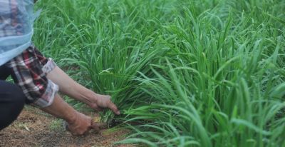 家庭种植韭菜,要知道这些种植和管理窍门,才能年年长得粗壮茂盛 - 今日头条 家庭种植韭菜,要知道这些种植和管理窍门,才能年年长得粗壮茂盛 - 图画吧TUHUABA