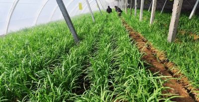 家庭种植韭菜,要知道这些种植和管理窍门,才能年年长得粗壮茂盛 - 今日头条 家庭种植韭菜,要知道这些种植和管理窍门,才能年年长得粗壮茂盛 - 图画吧TUHUABA