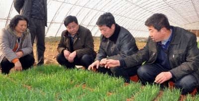 家庭种植韭菜,要知道这些种植和管理窍门,才能年年长得粗壮茂盛 - 今日头条 家庭种植韭菜,要知道这些种植和管理窍门,才能年年长得粗壮茂盛 - 图画吧TUHUABA