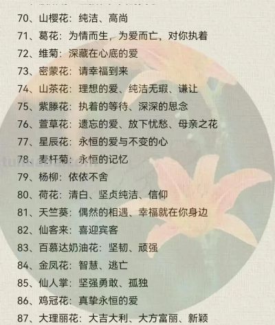 100种花语大全 ！ - 图画吧TUHUABA