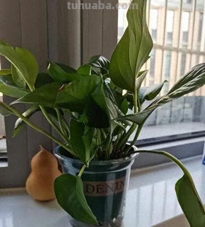 阳台易养花卉绿萝栽培经验 - 今日头条