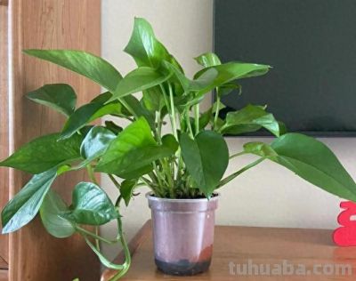 绿萝已被拉入黑名单，原因有4点，花友们别再养了 - 今日头条