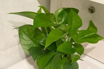 绿萝已被拉入黑名单，原因有4点，花友们别再养了 - 图画吧TUHUABA