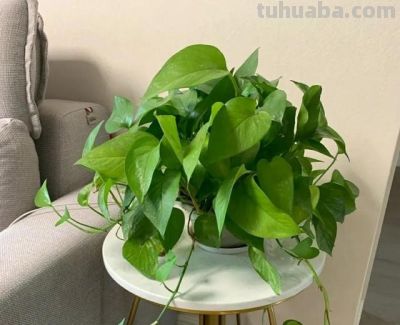 绿萝已被拉入黑名单，原因有4点，花友们别再养了 - 图画吧TUHUABA