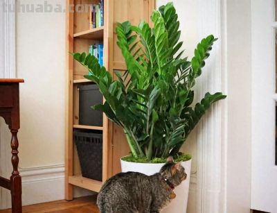 新手必看！室内绿萝、吊兰这样养，垂藤几米长，疯长不黄叶 - 今日头条