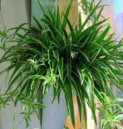 新手必看！室内绿萝、吊兰这样养，垂藤几米长，疯长不黄叶 - 图画吧TUHUABA