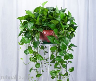 新手必看！室内绿萝、吊兰这样养，垂藤几米长，疯长不黄叶 - 图画吧TUHUABA