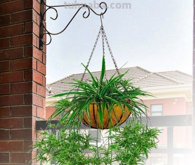 新手必看！室内绿萝、吊兰这样养，垂藤几米长，疯长不黄叶 - 图画吧TUHUABA