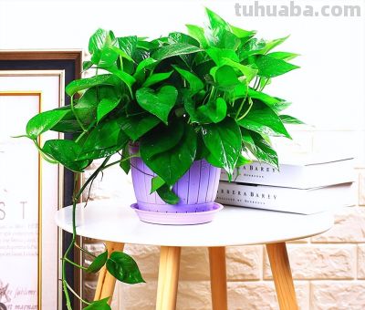 新手必看！室内绿萝、吊兰这样养，垂藤几米长，疯长不黄叶 - 图画吧TUHUABA