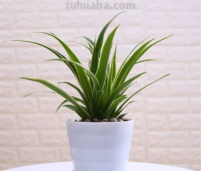 新手必看！室内绿萝、吊兰这样养，垂藤几米长，疯长不黄叶 - 图画吧TUHUABA