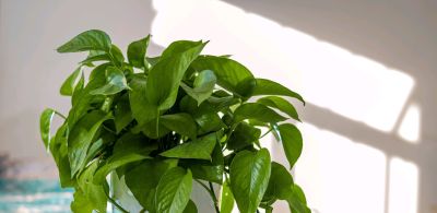 新手必看！室内绿萝、吊兰这样养，垂藤几米长，疯长不黄叶 - 图画吧TUHUABA