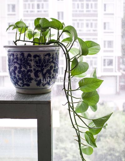 新手必看！室内绿萝、吊兰这样养，垂藤几米长，疯长不黄叶 - 图画吧TUHUABA