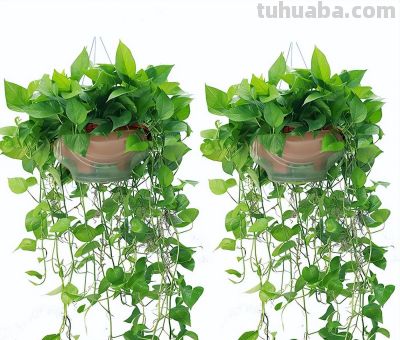 新手必看！室内绿萝、吊兰这样养，垂藤几米长，疯长不黄叶 - 图画吧TUHUABA