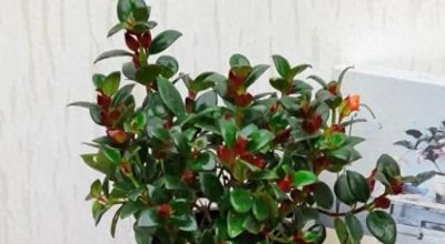 暖气房绿萝吊兰养护秘籍：这样做，让它们疯长爆盆、垂藤几米长 - 今日头条