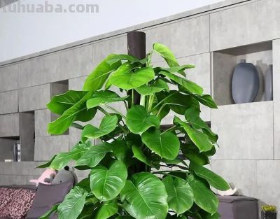 暖气房绿萝吊兰养护秘籍：这样做，让它们疯长爆盆、垂藤几米长 - 图画吧TUHUABA