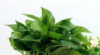 暖气房绿萝吊兰养护秘籍：这样做，让它们疯长爆盆、垂藤几米长 - 图画吧TUHUABA