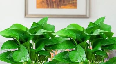 暖气房绿萝吊兰养护秘籍：这样做，让它们疯长爆盆、垂藤几米长 - 图画吧TUHUABA