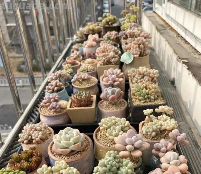 15年，25年，养多肉的区别，打破脑袋想不到，多肉这么便宜！ - 图画吧TUHUABA