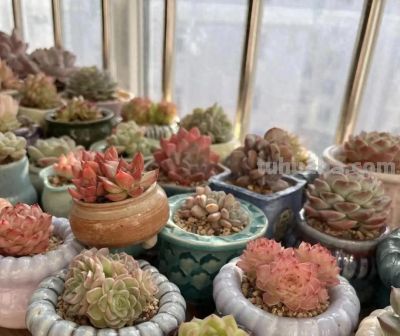 15年，25年，养多肉的区别，打破脑袋想不到，多肉这么便宜！ - 图画吧TUHUABA