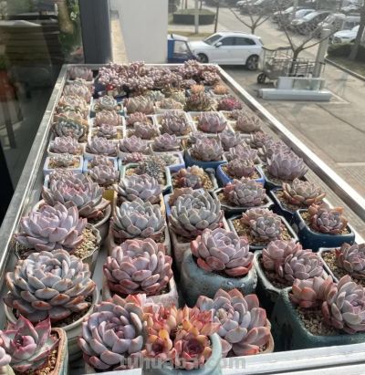 15年，25年，养多肉的区别，打破脑袋想不到，多肉这么便宜！ - 图画吧TUHUABA