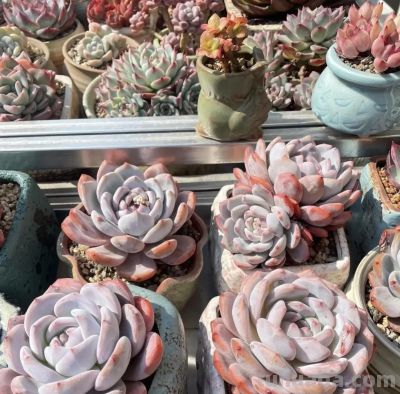 15年，25年，养多肉的区别，打破脑袋想不到，多肉这么便宜！ - 图画吧TUHUABA