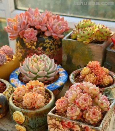 15年，25年，养多肉的区别，打破脑袋想不到，多肉这么便宜！ - 图画吧TUHUABA