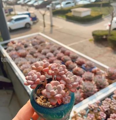 15年，25年，养多肉的区别，打破脑袋想不到，多肉这么便宜！ - 图画吧TUHUABA