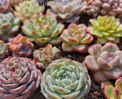 多肉天生喜“干燥”，冬天也一样，室内养，还是要控水！ - 今日头条