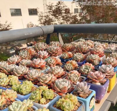 多肉天生喜“干燥”，冬天也一样，室内养，还是要控水！ - 图画吧TUHUABA