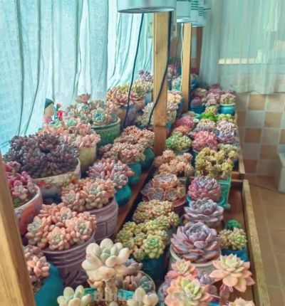 多肉天生喜“干燥”，冬天也一样，室内养，还是要控水！ - 图画吧TUHUABA