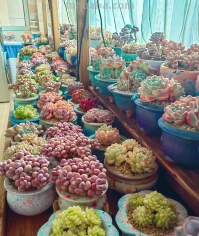 多肉天生喜“干燥”，冬天也一样，室内养，还是要控水！ - 图画吧TUHUABA