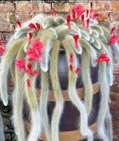 2025新手多肉必入！3款叶插成活率90%+颜值高还好养 - 图画吧TUHUABA