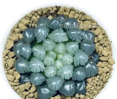 2025新手多肉必入！3款叶插成活率90%+颜值高还好养 - 图画吧TUHUABA