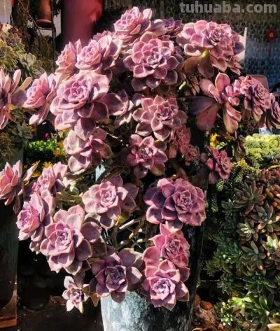 2025新手多肉必入！3款叶插成活率90%+颜值高还好养 - 图画吧TUHUABA