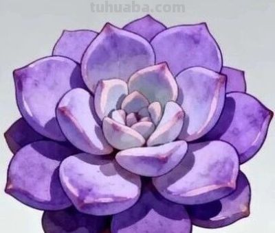 2025新手多肉必入！3款叶插成活率90%+颜值高还好养 - 图画吧TUHUABA