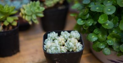 新手选多肉植物，看这篇就够了 - 图画吧TUHUABA