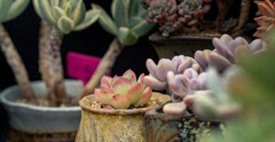 新手选多肉植物，看这篇就够了 - 今日头条