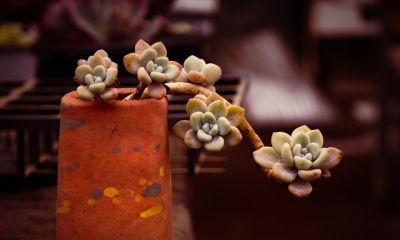 新手选多肉植物，看这篇就够了 - 图画吧TUHUABA