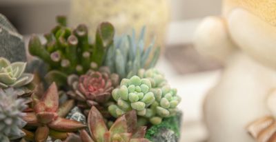新手选多肉植物，看这篇就够了 - 图画吧TUHUABA