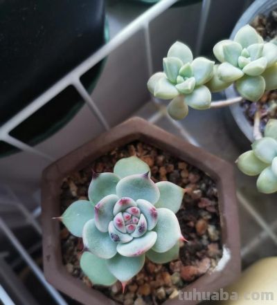 养多肉第九年，分享一下我养过的116种多肉品种图，纯实物拍摄！ - 图画吧TUHUABA
