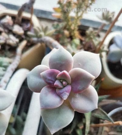 养多肉第九年，分享一下我养过的116种多肉品种图，纯实物拍摄！ - 图画吧TUHUABA