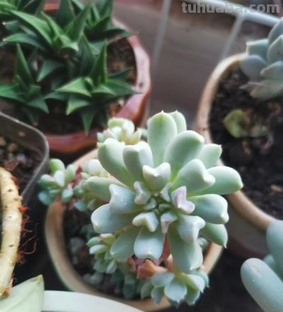 养多肉第九年，分享一下我养过的116种多肉品种图，纯实物拍摄！ - 图画吧TUHUABA