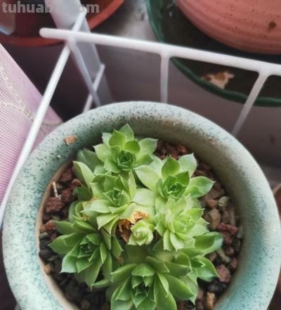 养多肉第九年，分享一下我养过的116种多肉品种图，纯实物拍摄！ - 图画吧TUHUABA