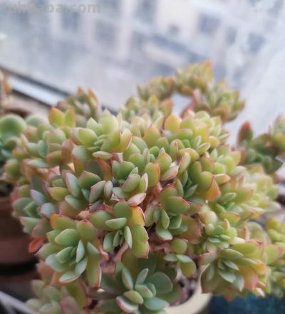 养多肉第九年，分享一下我养过的116种多肉品种图，纯实物拍摄！ - 图画吧TUHUABA