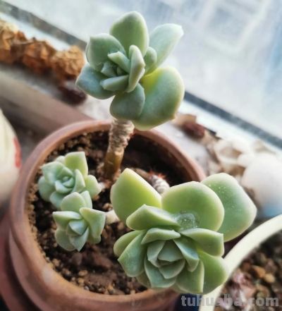 养多肉第九年，分享一下我养过的116种多肉品种图，纯实物拍摄！ - 图画吧TUHUABA