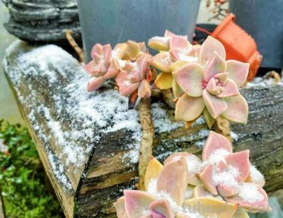 公认“耐冻”的12种多肉，-10℃低温无压力，出状态漂亮极了 - 图画吧TUHUABA